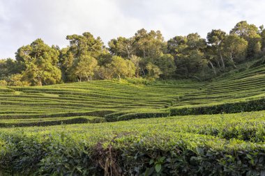 Gökyüzü manzaralı yemyeşil bir kamelya sinensis yamacı. Tepe Sao Miguel, Azores 'de ağaçlar ve çalılarla kaplı.