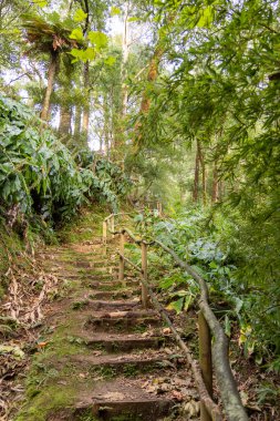Tahta korkuluklu ve taş merdivenli bir orman yolu. Yol ağaçlar ve bitkilerle çevrili ve güneş ışığı Sao Miguel 'deki yaprakların arasından parlıyor, Azores.