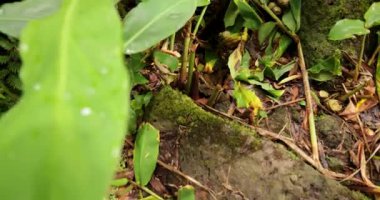 Azores, Ribeira Quente 'de yemyeşil bir ormanın ön planında Salto do Prego şelalesi. Su büyük, kayalık bir uçurumdan aşağı akıyor. Huzurlu ve huzurlu bir atmosfer yaratıyor..