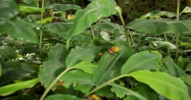 Ağaçlarda yeşil yosun yetişen bir kriptomeria japonica Japon sedir ağacı. Ağaçlar uzun ve yosunlar onları örtüyor. Yukarı kaldır..
