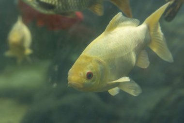 Bir sazan balığı diğer balıklarla birlikte bir akvaryumda yüzüyor. Balık ilgi odağı ve en aktif olanıdır.