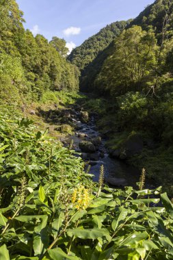 İçinden akarsu akan yemyeşil bir orman. Nehir temiz ve su sakin. Ağaçlar uzun ve gökyüzü mavi. Sahne Sao Miguel, Azores 'te huzurlu ve huzurlu.