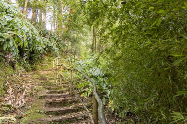 Ağaç korkulukları ve bir sürü ağacı olan bir patika. Yol yapraklarla kaplı ve Sao Miguel 'deki ağaçlar yeşil, Azores.