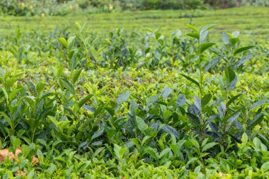 Yaprakları ıslak olan yemyeşil kamelya sinensis tarlası. Bitkiler Sao Miguel, Azores 'de bir sürü yeşil bitki içeren bir alanda yetişiyor.