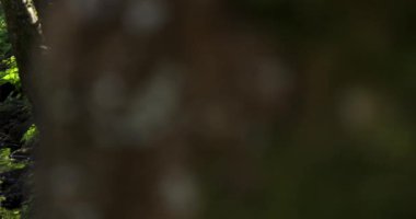 Ağaçlarla dolu yeşil, parlak bir ormanda bir nehir akıyor. Su temiz ve orman aydınlık. Sahne huzurlu ve huzurlu. Görüntüyü göster.