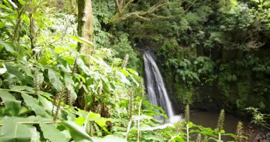 Salto do Pregoşelalesi yemyeşil yapraklarla çevrilidir. Su berrak ve ağaçlar uzun. Huzurlu ve huzurlu bir sahne.