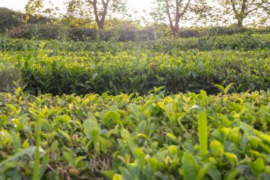 Arka planda birkaç ağaç bulunan yeşil kamelya sinensis bitkisi tarlası. Bitkiler yemyeşil ve sağlıklı ve güneş ışığı Sao Miguel, Azores 'de üzerlerinde parlıyor.