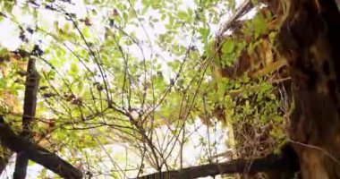 Çökmüş çatının içinde terk edilmiş ürkütücü bir evde bir ağaç büyüyor. Harap olmuş bina taştan yapılmıştır. Çevir..