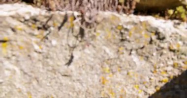A destroyed house with a collapsed roof and broken windows. The building is dilapidated with wooden beams fallen inside the building. Tilt down shot.