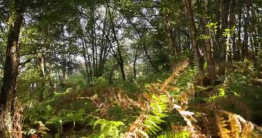 A forest with a lot of trees and a lot of green ferns. The leaves are brown and the sun is shining through the trees