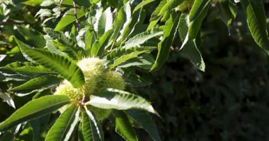 A chestnut tree with green leaves and nuts hanging from it. The chestnuts are green and appear to be ripe.