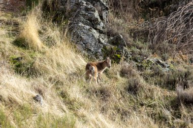 Küçük vahşi bir keçi uzun otların arasında yürüyor. Hayvan kahverengi ve o bir keçi. Çimler kuru ve kahverengidir ve arazi kayalarla çevrilidir. Sahne huzurlu ve sessiz.