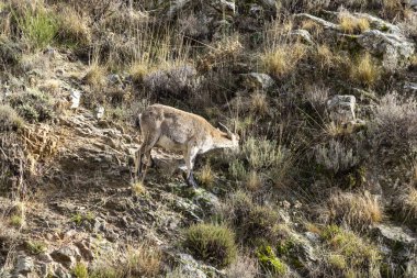 Kayalık bir yamaçta vahşi bir keçi yürüyor. Keçi yere doğru bakıyor. Yamaçta kuru çimenler ve kayalar var.