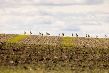 Büyük bir budalalar sürüsü tarlada yürüyor. Gökyüzü bulutlu ve kuşlar tarlaya dağılmış.
