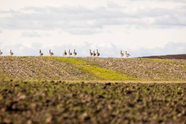 Büyük bir budalalar sürüsü tarlada yürüyor. Kuşlar açık alanda düz bir çizgide hareket ederken, görüntü huzurlu ve huzurlu bir ruh haline sahip.
