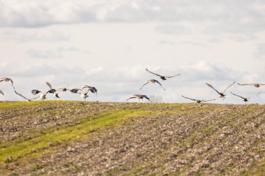 Bir tarlanın üzerinde uçan koca bir kuş sürüsü. Kuşlar çeşitli pozisyonlarda, bazıları gökyüzünde yüksekte uçarken diğerleri alçakta uçuyor. Özgürlük ve hareket kavramı