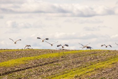 Bir kuş sürüsü, tarlanın üzerinde uçan büyük bir hayvan sürüsü. Kuşlar çeşitli pozisyonlardadır, bazıları gökyüzünde yükseklerde uçar, bazıları ise yere daha yakındır. Özgürlük ve hareket kavramı