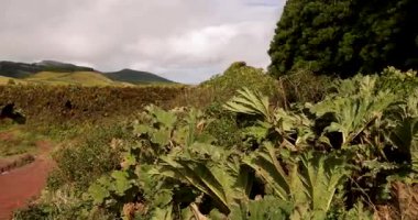 Sao Miguel, Azores 'in arka planında yemyeşil bir manzara olan bir su kemeri duvarı ve kemeri. Sahne huzurlu ve huzurlu. Döndürme çekimi.