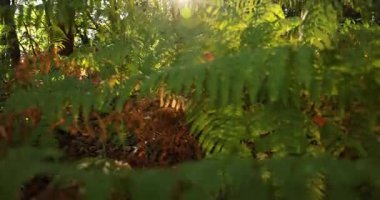 Yeşil ağaçlar, düşen yapraklar ve eğreltiotlarıyla dolu ormanda parlayan parlak bir güneş. Orman bereketli ve sonbahar çok yakın..