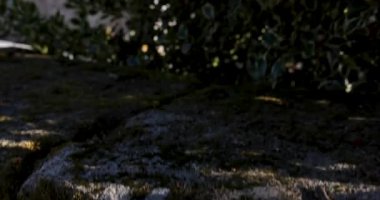 Arka planda uzun bir çan kulesi ve mezarlığı olan bir kilise. Kilise ağaçlarla çevrili ve gökyüzü temiz.