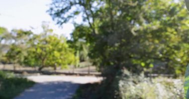 Güneşli bir günde yeşil yaprakları ve kestaneleri olan bir kestane ağacı.