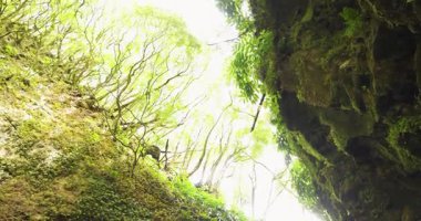 Salto do Cagarrao büyük şelalesi kayalar ve devrilmiş bir ağaçla çevrilidir. Su temiz ve kayalar etrafa saçılmış durumda. Huzurlu ve huzurlu bir sahne.