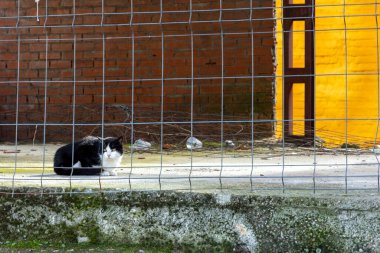 Siyah ve beyaz bir kedi bir çitin önündeki çimento levhasının üzerinde oturuyor. Kedi kameraya bakıyor.