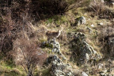 Kayalık bir yamaçta vahşi bir keçi duruyor. Yalnızlık ve huzur kavramı, geyiğin doğal ortamında yalnız olması gibi. Kayalık arazi ve seyrek bitki örtüsü izolasyon duygusunu arttırır.