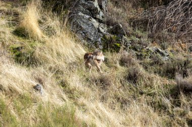 Bir tepedeki çimlerin üzerinde yavru bir vahşi keçi oynuyor. Yavru vahşi keçinin doğal ortamının tadını çıkardığı huzurlu ve huzurlu bir sahne.