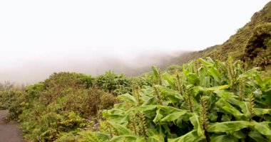 Sisli gökyüzü olan yemyeşil bir yamaç. Yamaçta yeşil bitkiler ve ağaçlar var ve gökyüzü kapalı. Manzara huzurlu ve sakin, sis bir gizem hissi ekliyor. Sağa çevir.