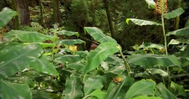 Ağaçlarda yeşil yosun yetişen bir kriptomeria japonica Japon sedir ağacı. Ağaçlar uzun ve yosunlar onları örtüyor. Yukarı kaldır..