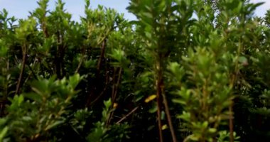 Önünde göl olan bir dağ sırası. Göl ağaçlarla çevrilidir ve dağlar Sete Cidades, Azores 'de yeşil yapraklarla kaplıdır. Bum!.