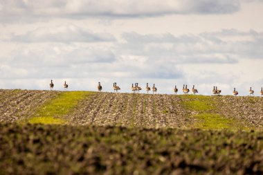 Büyük bir budalalar sürüsü tarlada yürüyor. Gökyüzü bulutlu ve kuşlar tarlaya dağılmış durumda.
