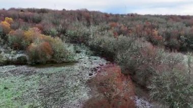 İnsansız hava aracı ağaçların üzerinde çıplak ağaçlarla uçuyor. Ağaçlar bir sürü yaprakla çevrili ve yer İspanya, Orense 'de karla kaplı..