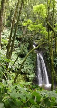 Salto, Azores 'in yemyeşil ormanında Prego şelalesi yapıyor. Şelale ağaçlar ve bitkilerle çevrili, sakin ve huzurlu bir atmosfer yaratıyor. Statik çekim.