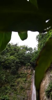 Ribeira Quente yemyeşil bir ormanda büyük bir şelale. Su, Azores Sao Miguel adasındaki bir uçurumdan aşağı akıyor. Eğil..