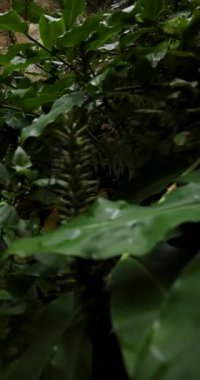 Ribeira Quente yemyeşil bir ormanda büyük bir şelale. Su, Azores Sao Miguel adasındaki bir uçurumdan aşağı akıyor. Sol atış dönüyor.