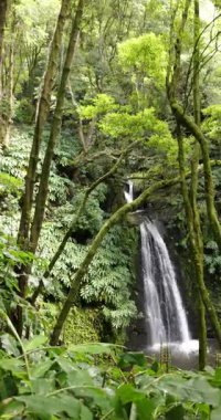 Salto, Azores 'in yemyeşil ormanında Prego şelalesi yapıyor. Şelale ağaçlar ve bitkilerle çevrili, sakin ve huzurlu bir atmosfer yaratıyor. Statik çekim.