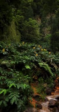 Ribeira Quente yemyeşil bir ormanda büyük bir şelale. Su, Azores Sao Miguel adasındaki bir uçurumdan aşağı akıyor. Sağa kaydırılıyor.