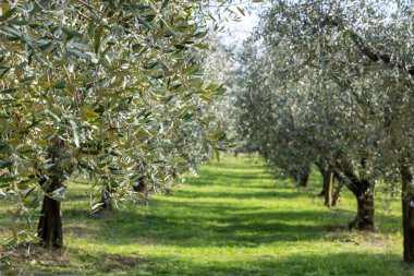 Yeşil yemyeşil bir tarla, zeytin ağaçları ve aralarında bir patika. Ağaçlar yapraklarla dolu ve patika parlak yeşil çimenlik bir bölge. Huzurlu ve huzurlu bir sahne.