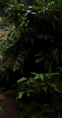 Ribeira Quente yemyeşil bir ormanda büyük bir şelale. Su, Azores Sao Miguel adasındaki bir uçurumdan aşağı akıyor. Sağa kaydırılıyor.