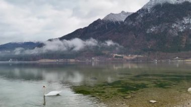 Yalnız kuğu, sakin bir alp gölünün berrak sularında yüzer ve beslenir.