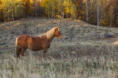 koyun sürüsü yeşil sahada