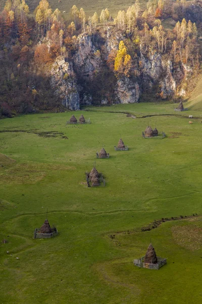 Stádo ovcí na zelené louce — Stock fotografie