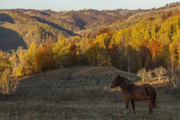 A zöld mező juh állomány — Stock Fotó