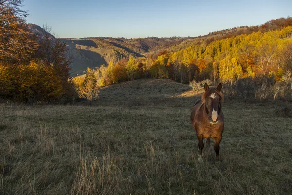 Manada de ovinos em campo verde — Fotografia de Stock