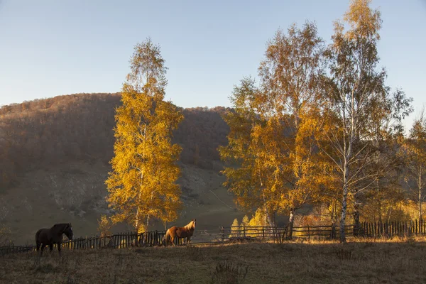 Hästar vid solnedgången — Stockfoto