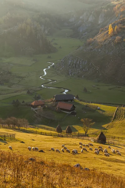 Stádo ovcí na zelené louce — Stock fotografie