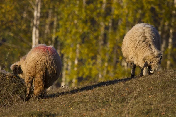 sabah ışık dondurulmuş haystacks
