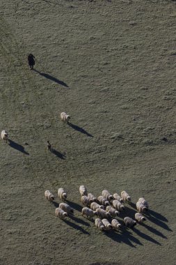 koyun sürüsü kadınla